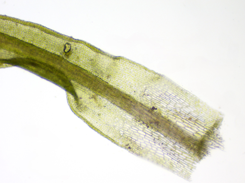 Trichostomum tenuirostre